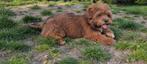 Puppy 4,5 mnd ter overname, Rabiës (hondsdolheid), 15 weken tot 1 jaar, Reu, Eén hond
