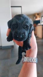 Beschikbaar  🩵🩷 Flatcoated retriever pups🩷🩵, Dieren en Toebehoren, Honden | Retrievers, Spaniëls en Waterhonden, Overige rassen