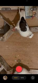 Iraanse duiven, Dieren en Toebehoren