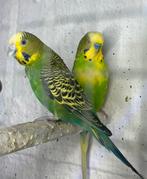 Alvast te reserveren mooie met bonte man, Dieren en Toebehoren, Vogels | Parkieten en Papegaaien, Mannelijk, Parkiet, Tam