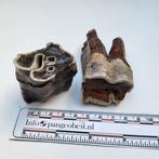 2 fossiele neushoorns kiezen Pleistoceen ijstijd, Verzamelen, Mineralen en Fossielen, Ophalen of Verzenden, Fossiel
