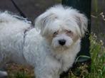 NIKKI, PRACHTIG JONG, TEEFJE, TYPE BOOMER, Rabiës (hondsdolheid), 1 tot 2 jaar, Teef, Eén hond