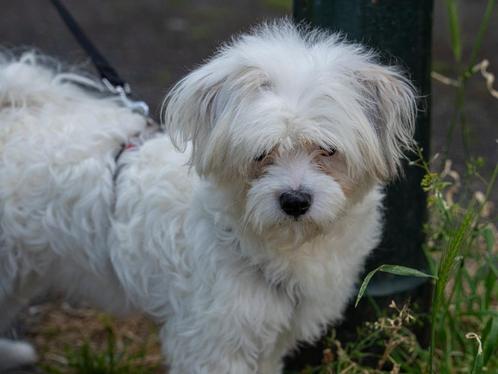 NIKKI, PRACHTIG JONG, TEEFJE, TYPE BOOMER, Dieren en Toebehoren, Honden | Niet-rashonden, Klein, Teef, Particulier, Eén hond, Nederland