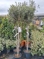 Olijfbomen op stam, olijf 90 cm stam prachtig vol!! Olea eur, Tuin en Terras, Ophalen of Verzenden, Volle zon, Olijfboom, 100 tot 250 cm