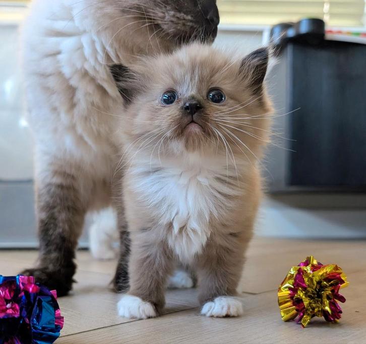 Prachtige Ragdoll kittens, nog één katertje beschikbaar, Dieren en Toebehoren, Katten en Kittens | Raskatten | Langhaar, Meerdere dieren