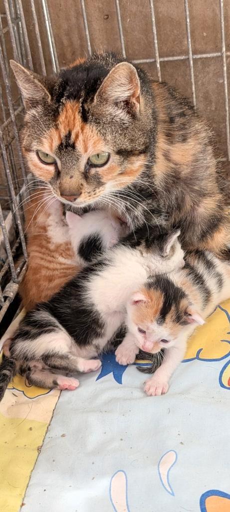 Lieve kittens te koop, Dieren en Toebehoren, Katten en Kittens | Overige Katten, Kortharig, Meerdere dieren, 0 tot 2 jaar