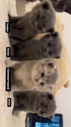 Britse korthaar kittens, Dieren en Toebehoren, Geslacht onbekend