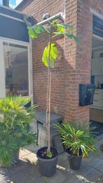 Vijgenboom stam 1,90 m, Bloeit niet, Overige soorten, 100 tot 250 cm, Ophalen