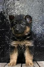 Raszuivere Oud-Duitse Herder pups, Dieren en Toebehoren, Honden | Herdershonden en Veedrijvers, CDV (hondenziekte), 8 tot 15 weken