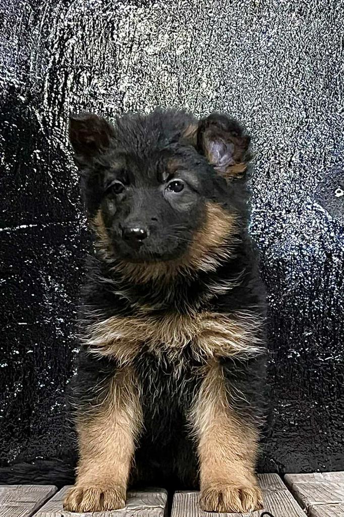 Raszuivere Oud-Duitse Herder pups, Dieren en Toebehoren, Honden | Herdershonden en Veedrijvers, Meerdere dieren, Herder, Particulier