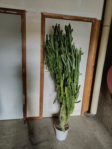 Grote Euphorbia Trigona Cactus - 2 Meter Hoog beschikbaar voor biedingen