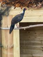 1-1 swinhoe onverwant van 2025, Dieren en Toebehoren, Meerdere dieren, Overige soorten