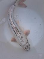 4 mooie kois., Dieren en Toebehoren, Vissen | Vijvervissen, Karper of Koi