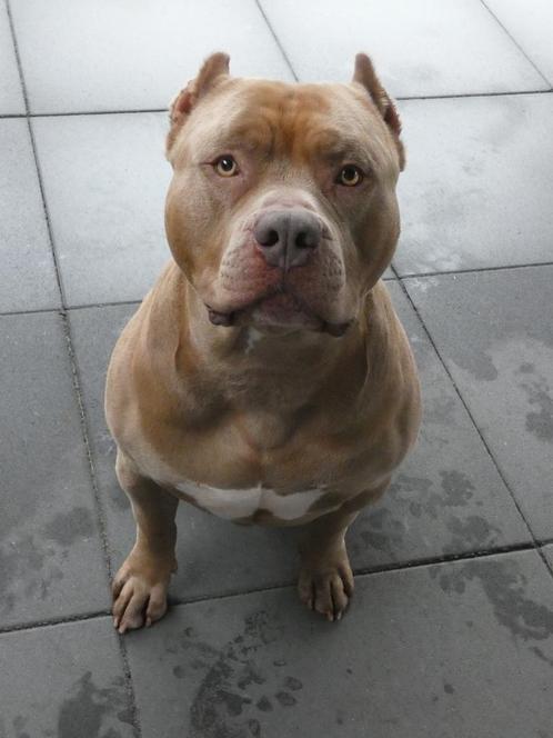 American bully XL Dekreu, Dieren en Toebehoren, Honden | Dekreuen, Reu, Particulier, Eén hond, België, 3 tot 5 jaar, CDV (hondenziekte)