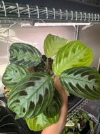 Maranta Black, Ophalen of Verzenden, Overige soorten, Minder dan 100 cm