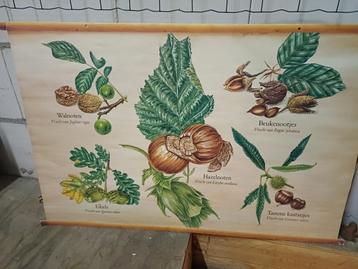 Oude schoolplaat - Noten en kastanjes beschikbaar voor biedingen