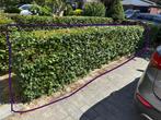 Groene beukenhaag !!!, Ophalen, Beukenhaag, Haag, 100 tot 250 cm