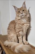 Maine Coon Ulfi male Aldona's Gift *PL, Dieren en Toebehoren, Katten en Kittens | Raskatten | Langhaar, Kater, Ontwormd