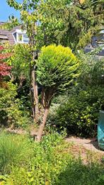 Conifeer op stam, Tuin en Terras, Planten | Bomen, Ophalen, Bloeit niet, Halfschaduw