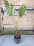 Washingtonia robusta terras/kamerplant, Ophalen, Overige soorten, Volle zon