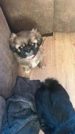 Pekingees pups, Parvo, 8 tot 15 weken, Meerdere, Meerdere dieren