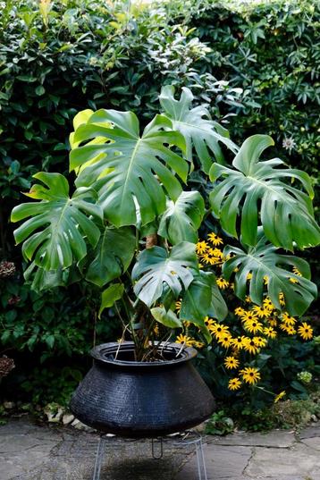 Monstera Deliciosa beschikbaar voor biedingen
