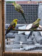 Koppel bergparkieten, Dieren en Toebehoren, Meerdere dieren, Parkiet, Geringd