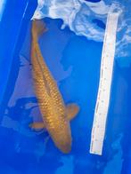 Olijfgroene Ginrin Chagoi 58 cm, Dieren en Toebehoren, Vissen | Vijvervissen, Karper of Koi