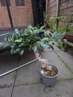 Ficus, Volle zon, Bloeit niet, Minder dan 100 cm, Overige soorten