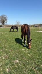 Plekje vrij voor merrie!, Dieren en Toebehoren, Stalling en Weidegang, Weidegang, 1 paard of pony