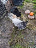 Zijde Hoen, Dieren en Toebehoren, Pluimvee, Kip