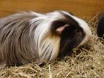 Cavia's, Dieren en Toebehoren, Knaagdieren, Mannelijk, Cavia, Na 1 juli 2024