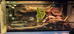 Terrarium met 2 rattenslangen., Dieren en Toebehoren, Reptielen en Amfibieën | Toebehoren, Ophalen, Gebruikt, Terrarium of Paludarium