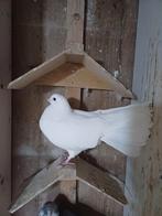 Witte pauwstaart duivin, Dieren en Toebehoren, Vrouwelijk, Overige soorten