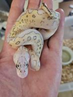 Banana Killer Batman Butter – Femelle Python regius 2025, Dieren en Toebehoren, Slang