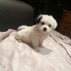 Geweldige boomer pups !, Dieren en Toebehoren, Overige rassen, Meerdere, Meerdere dieren, Nederland