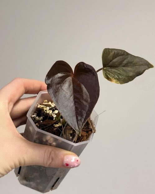 Anthurium Red Beauty, Huis en Inrichting, Kamerplanten, Overige soorten, Minder dan 100 cm, Ophalen of Verzenden