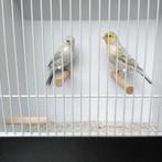 Agaat opaal geel mozaïek kanaries, Dieren en Toebehoren, Vogels | Kanaries, Meerdere dieren, Kleurkanarie