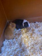 3 jonge beertjes cavia, Mannelijk, Cavia