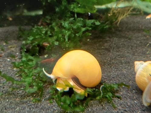 Hobbyaquarium diverse kleuren appelslakken, Dieren en Toebehoren, Vissen | Aquariumvissen, Vis