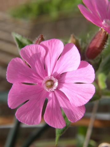 Dagkoekoeksbloem zaden, Silene Dioica 