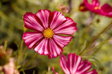 Cosmea Velouette - Bio zaden beschikbaar voor biedingen