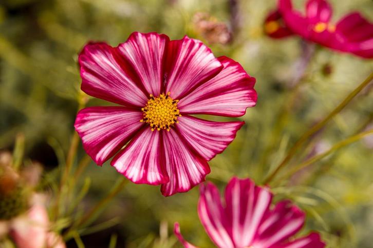 Cosmea Velouette - Bio zaden, Tuin en Terras, Bloembollen en Zaden, Volle zon, Ophalen of Verzenden
