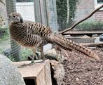 Lady Amherst hen 2025, Vrouwelijk, Geringd
