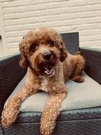 Ervaren mini Labradoodle dekreu, Reu, CDV (hondenziekte), Eén hond, 3 tot 5 jaar