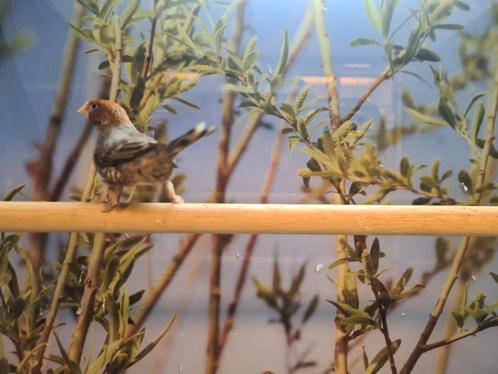 Roodkopamadine man, Dieren en Toebehoren, Vogels | Overige Vogels, Tropenvogel, Mannelijk