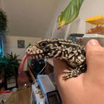 Argentijnse Teju, Dieren en Toebehoren, Hagedis, 0 tot 2 jaar