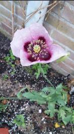 Papaver setigerum Psilo Dendro Cyprus zaden, Ophalen of Verzenden, Najaar, Volle zon, Zaad