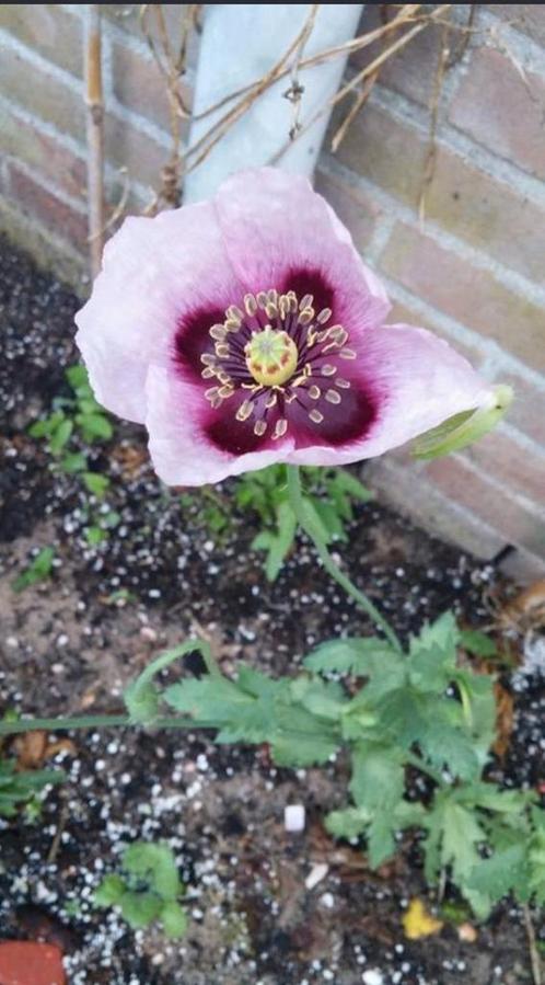 Papaver setigerum Psilo Dendro Cyprus zaden, Tuin en Terras, Bloembollen en Zaden, Zaad, Najaar, Volle zon, Ophalen of Verzenden