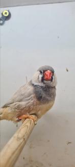 Te koop man pastel Zwartborst van 2024, Dieren en Toebehoren, Vogels | Overige Vogels, Mannelijk